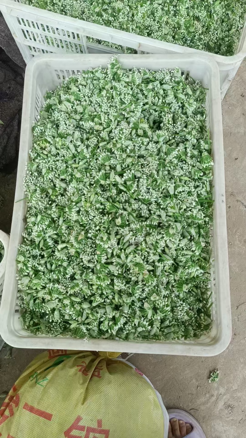 《野菜特菜》韭花/韭菜花/产地货源/批发供应/欢迎采购