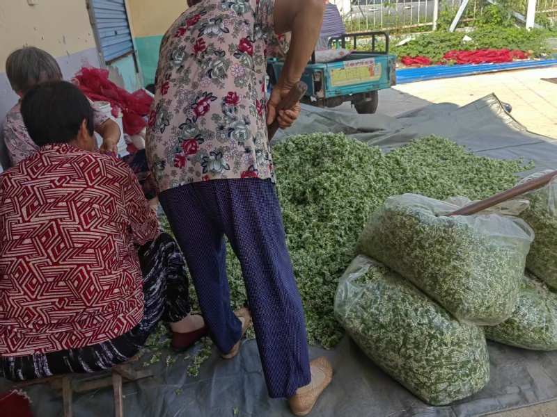 《野菜特菜》韭花/韭菜花/产地货源/批发供应/欢迎采购