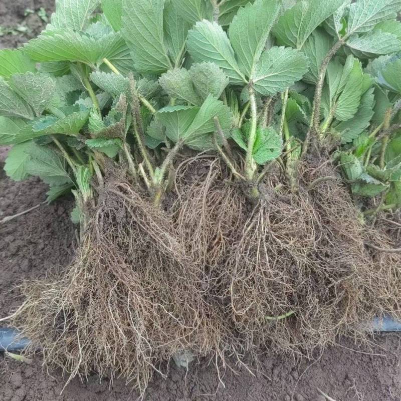 大量出售精品草莓苗黔莓一号