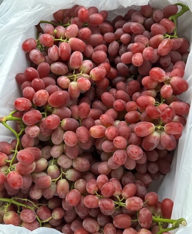 【基地直发】陕西红提精品红提颗粒饱满品质保证欢迎咨询