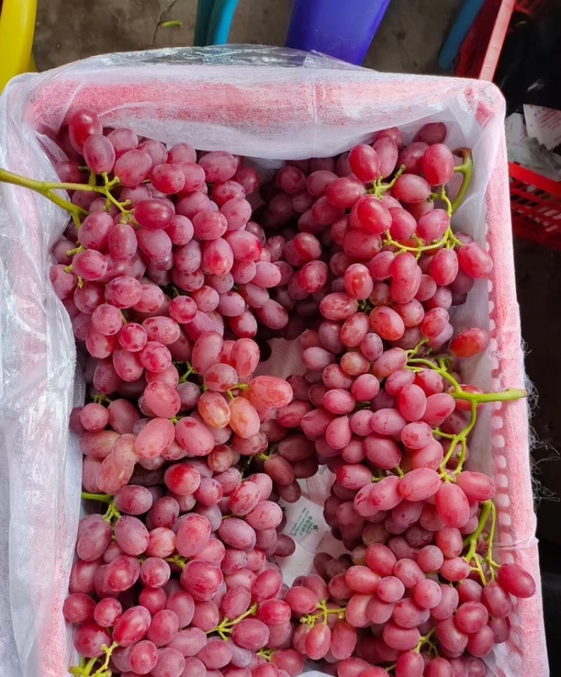 【基地直发】陕西红提精品红提颗粒饱满品质保证欢迎咨询
