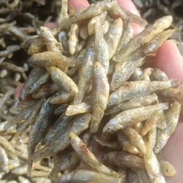 油炸麦穗鱼干