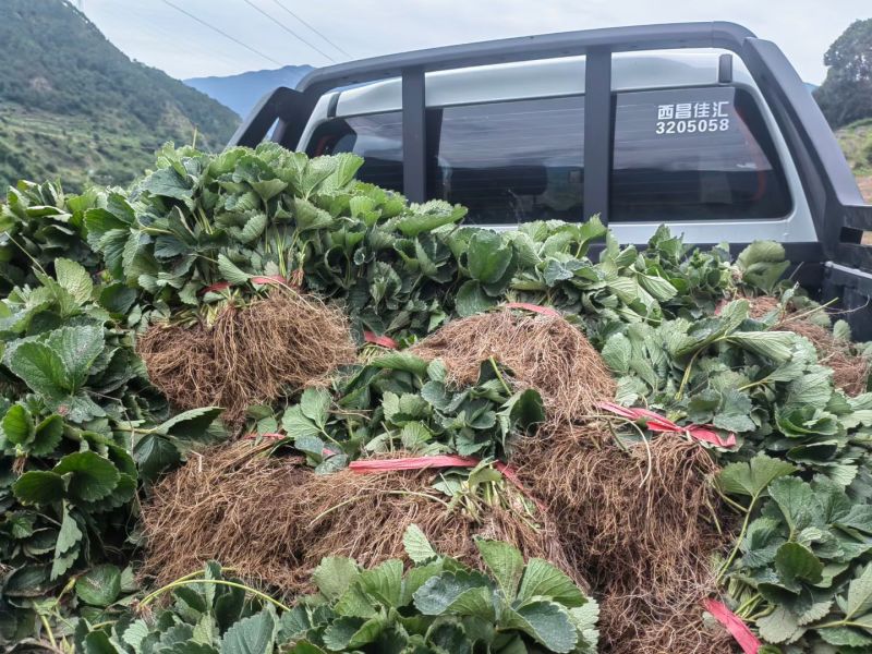 大量出售精品草莓苗黔莓一号