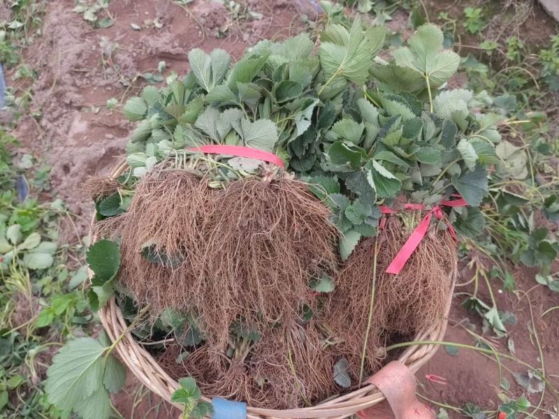 大量出售精品草莓苗黔莓一号