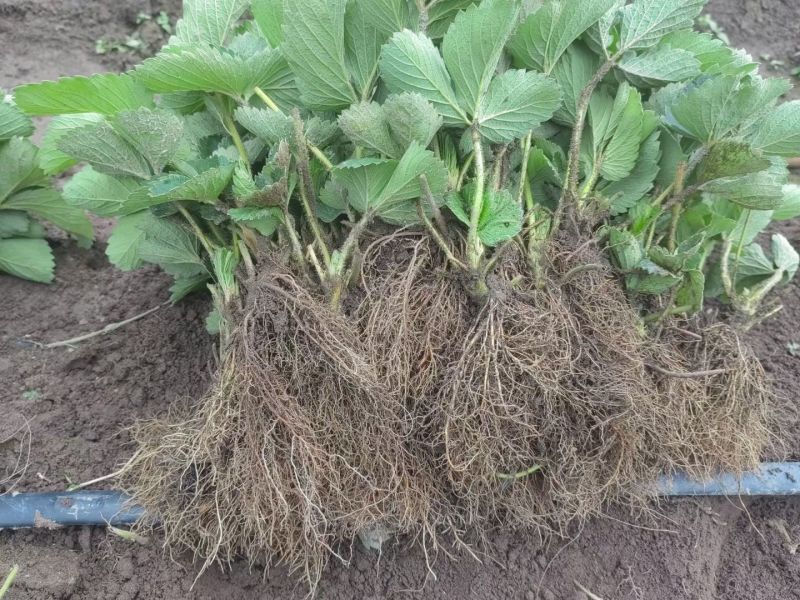 大量出售精品草莓苗黔莓一号