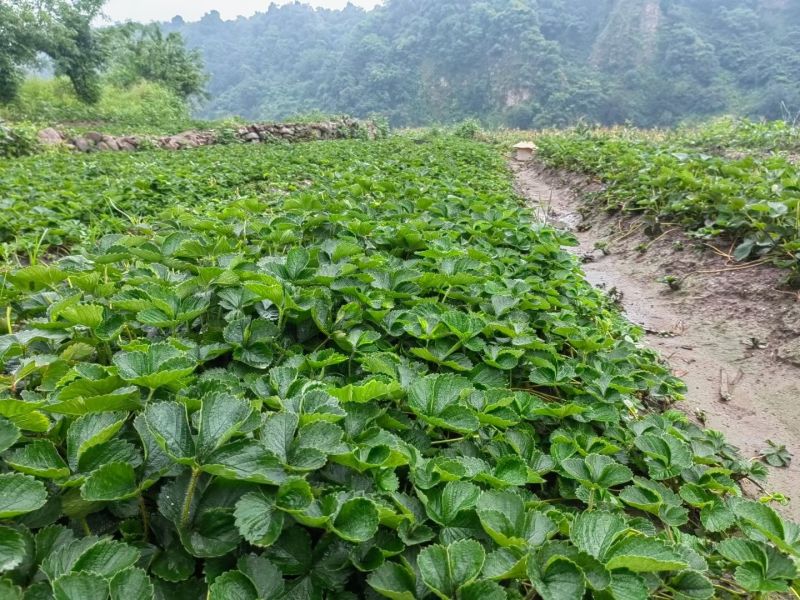 大量出售精品草莓苗黔莓一号