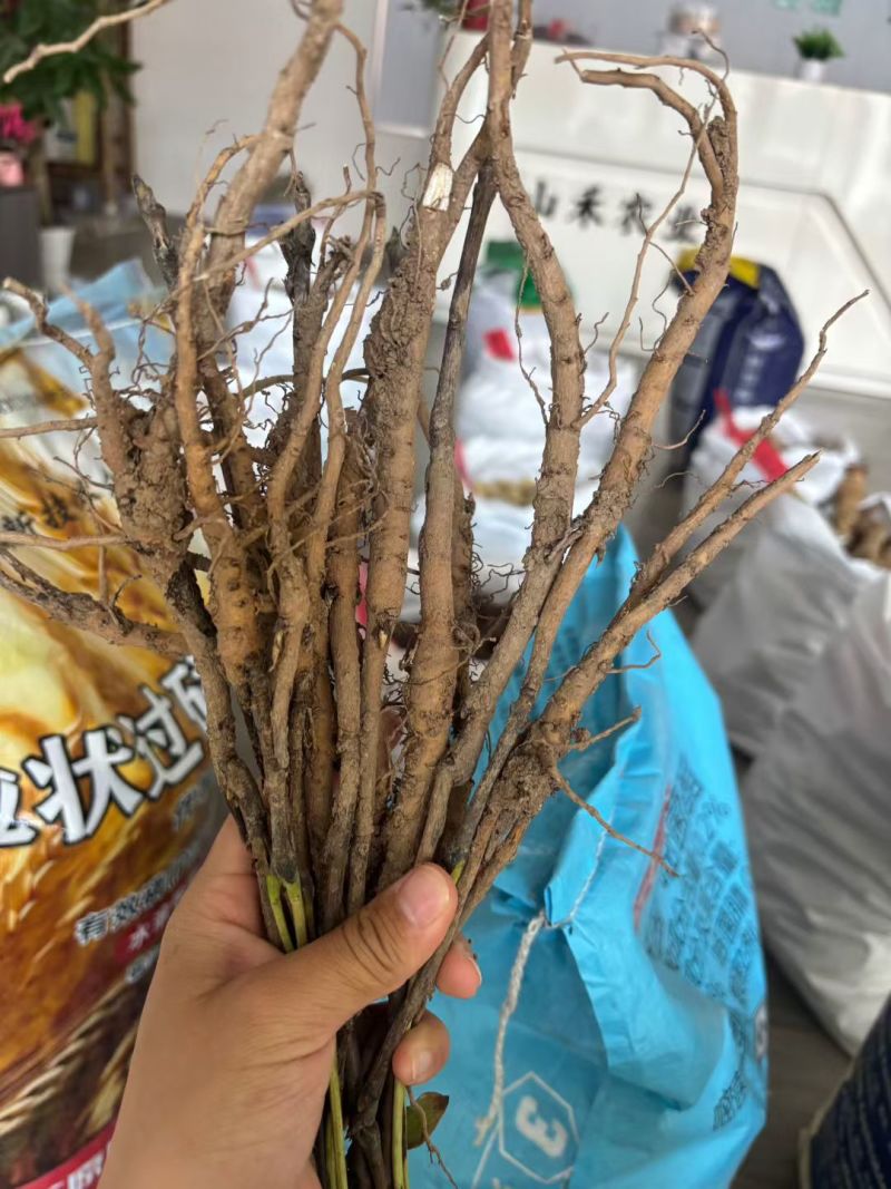 牡丹苗