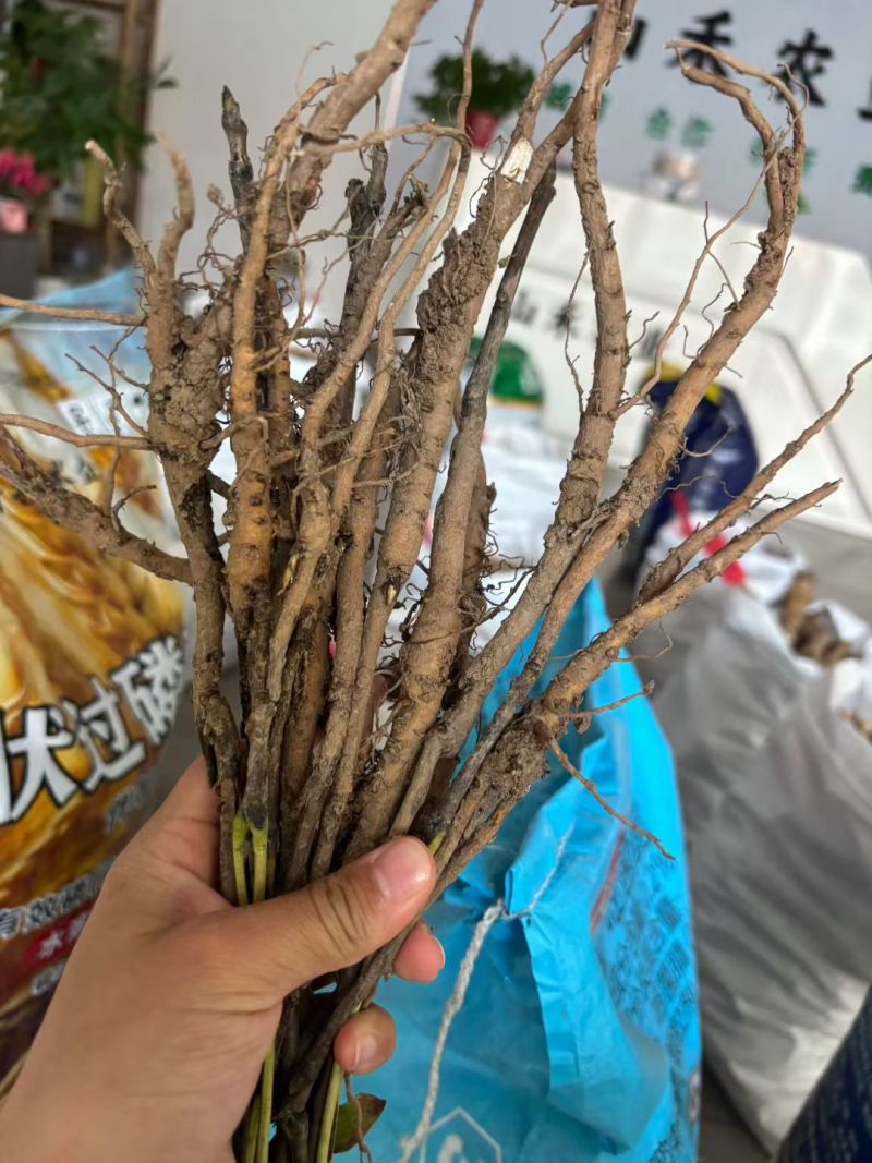 牡丹苗