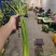 金乡蒜苔山东红帽蒜薹商超电商加工外贸货精包代发