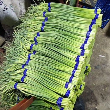 金乡蒜苔山东红帽蒜薹商超电商加工外贸货精包代发