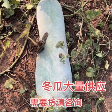 树林冬瓜