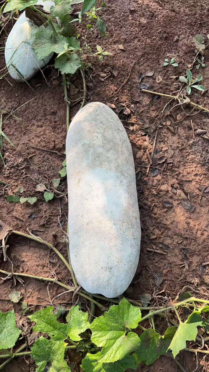 树林冬瓜