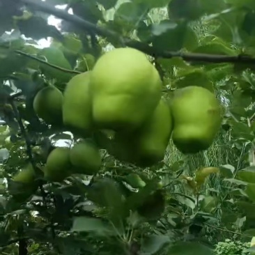 早熟梨