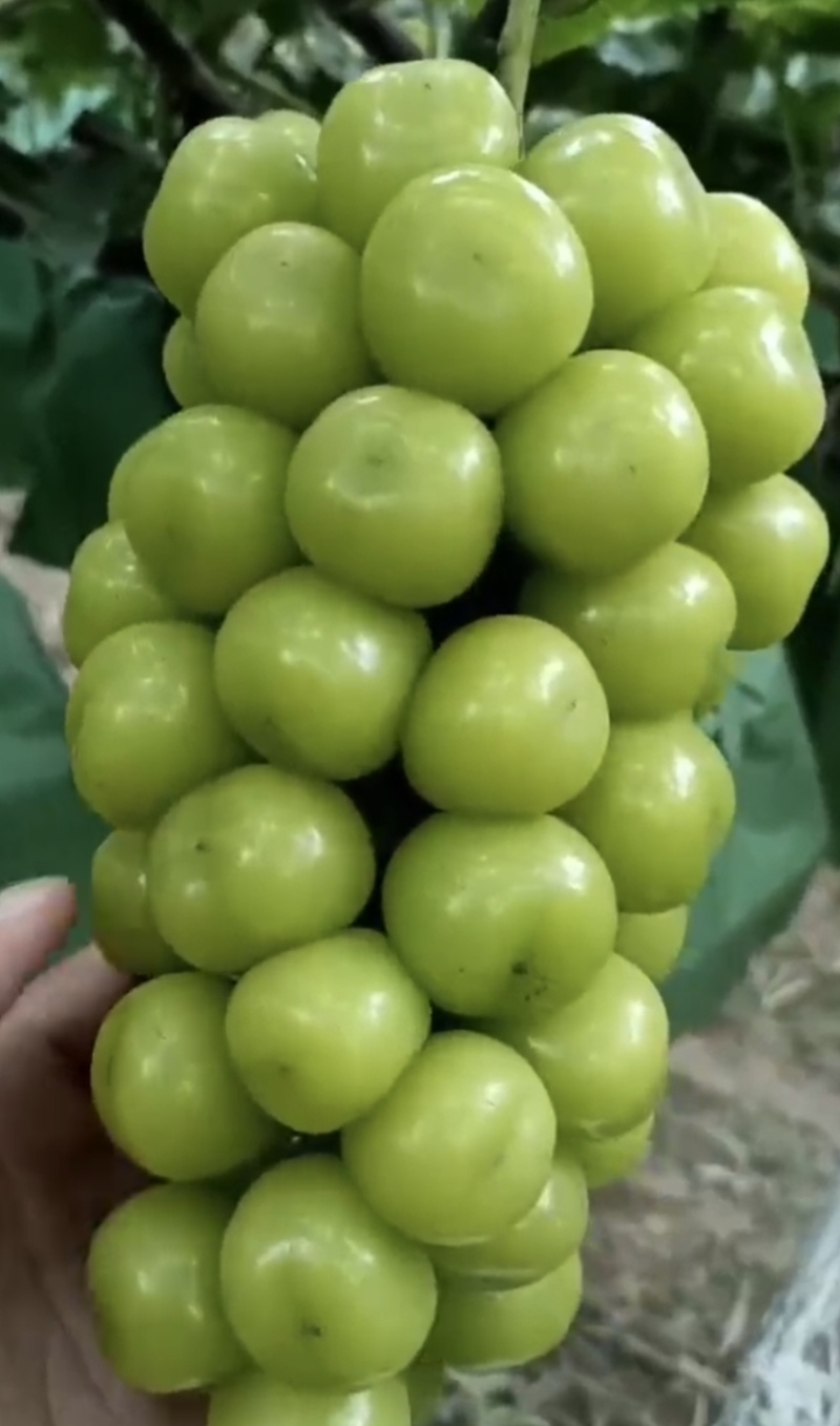 阳光玫瑰，大颗粒，串型紧凑，糖份高，硬度好，亮度强