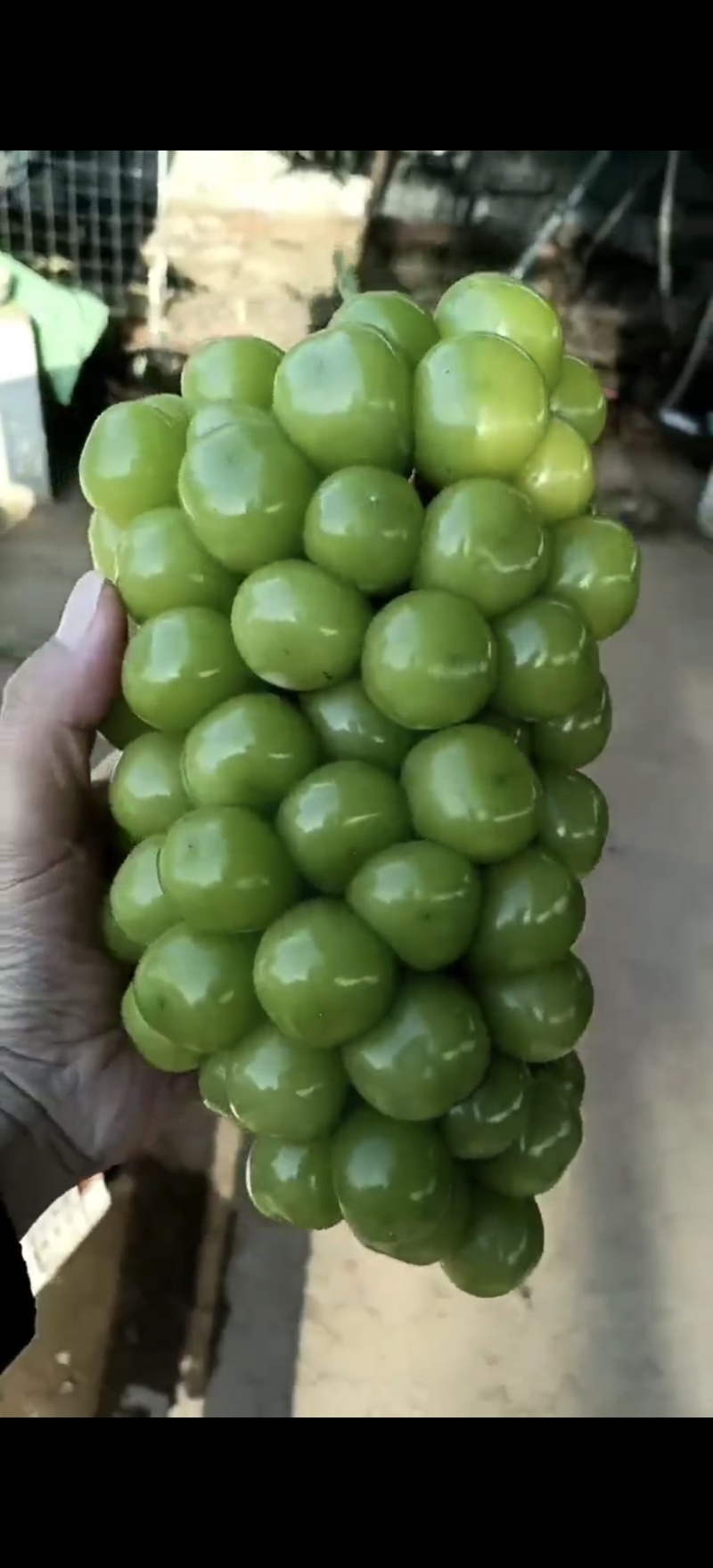阳光玫瑰，大颗粒，串型紧凑，糖份高，硬度好，亮度强