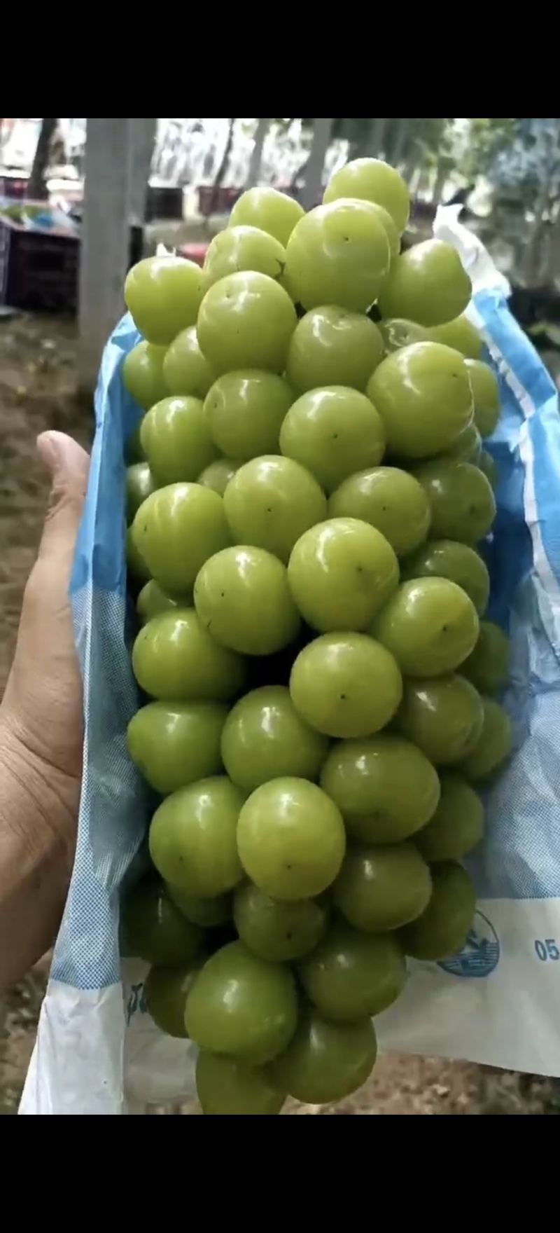 阳光玫瑰，大颗粒，串型紧凑，糖份高，硬度好，亮度强