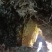 高山纯正土蜂蜜野蜂蜜口感醇厚纯度高可批发可零售欢迎询价