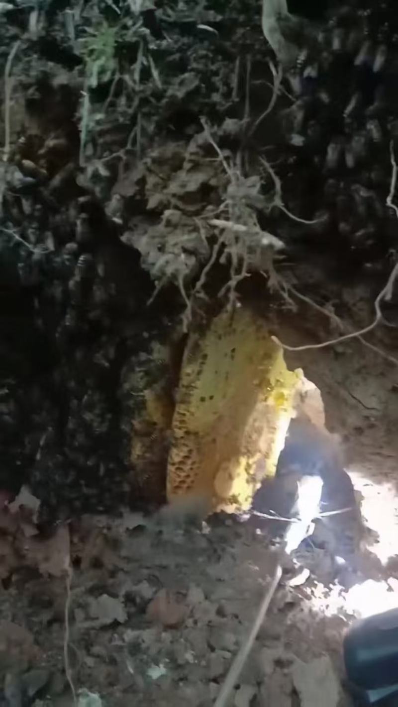 高山纯正土蜂蜜野蜂蜜口感醇厚纯度高可批发可零售欢迎询价