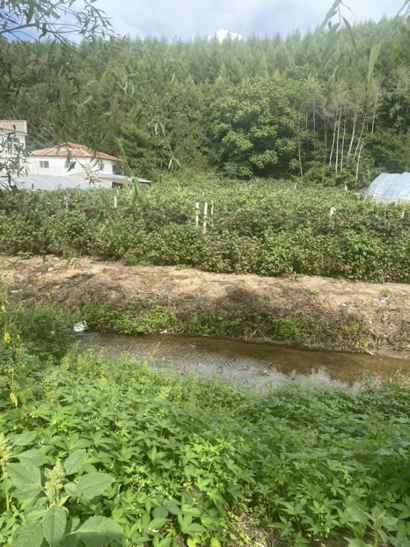 红树梅