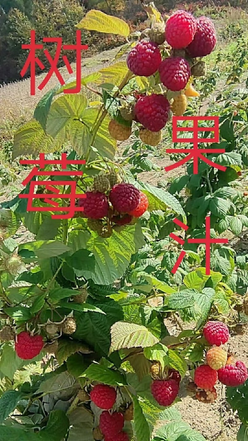 红树梅