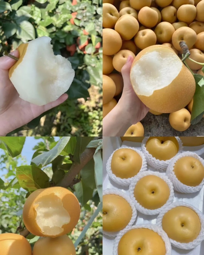 梨，秋月梨脆甜多汁品相好价格美现摘现发产地直供