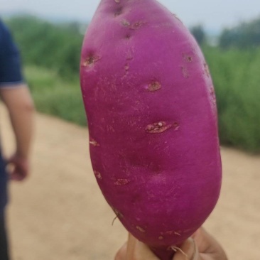 紫薯，红薯，丘陵沙土地，口感特别糯香甜