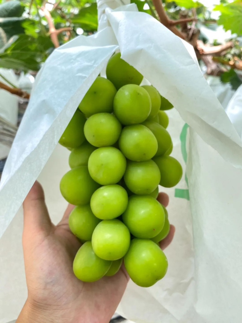 葡萄阳光玫瑰口感脆甜多汁现摘现发产地直供欢迎咨询