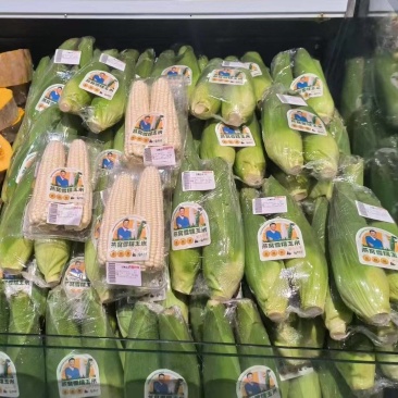 新品高山甜糯玉米