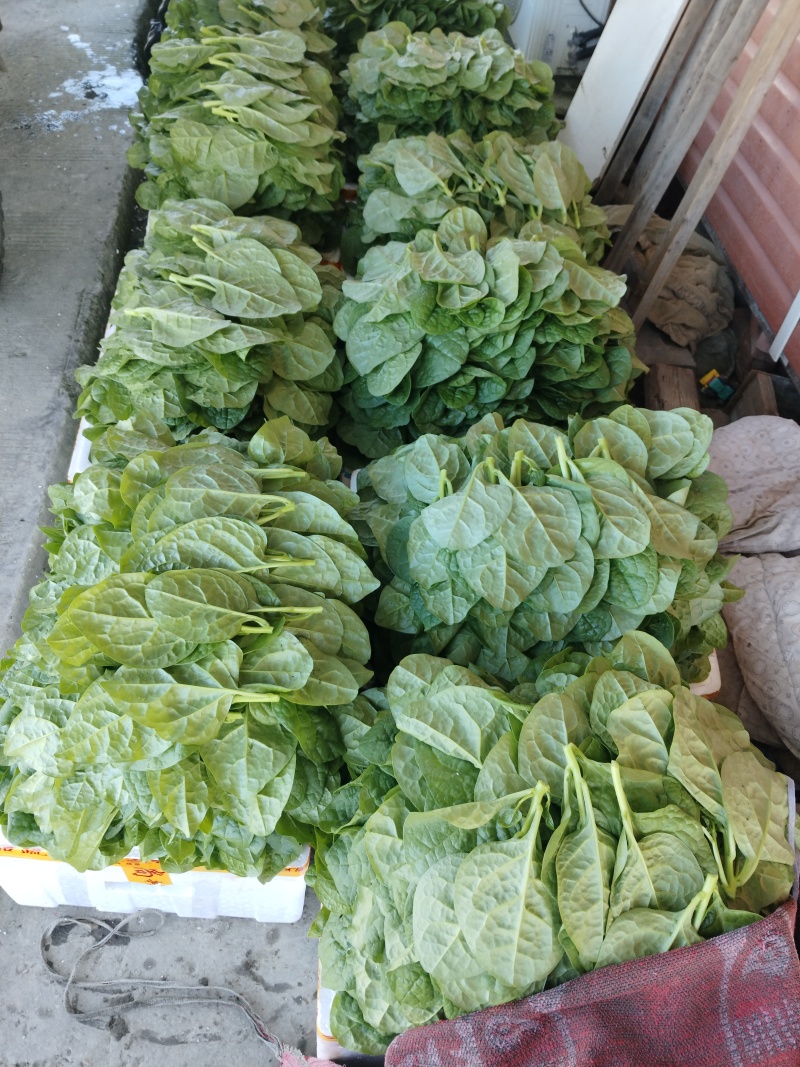 大棚种植木耳菜精品商超专用
