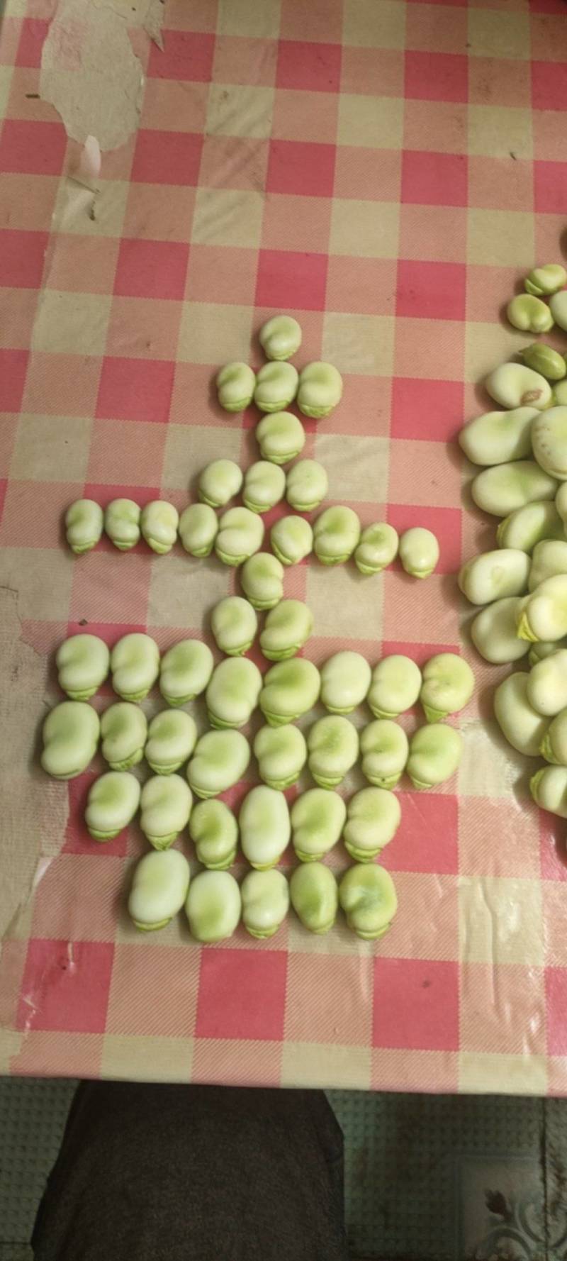 青海高原青蚕豆，