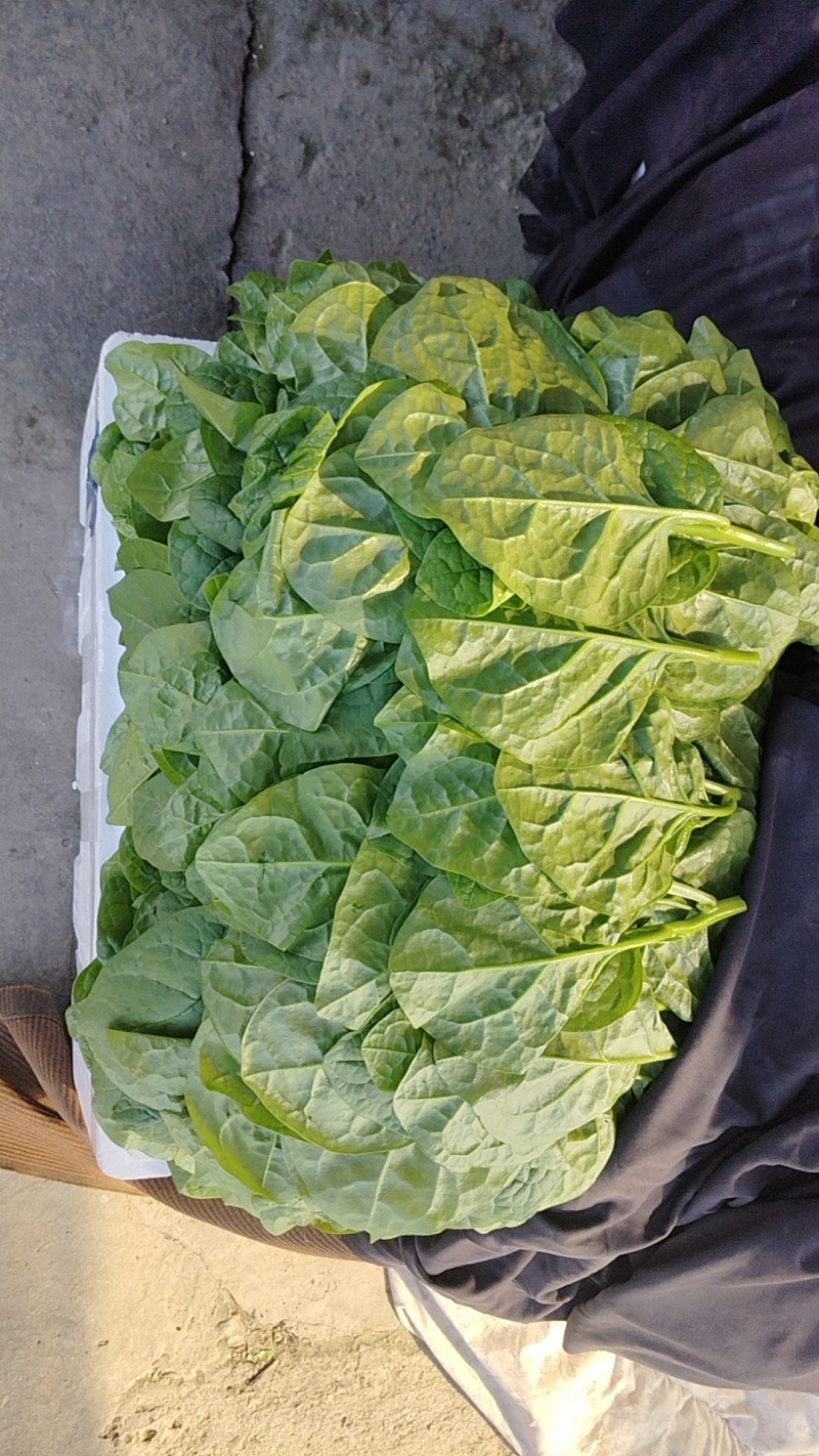大棚种植木耳菜精品商超专用