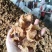 羊肚耳，大量货源筛选货无杂质无黑点无黑斑