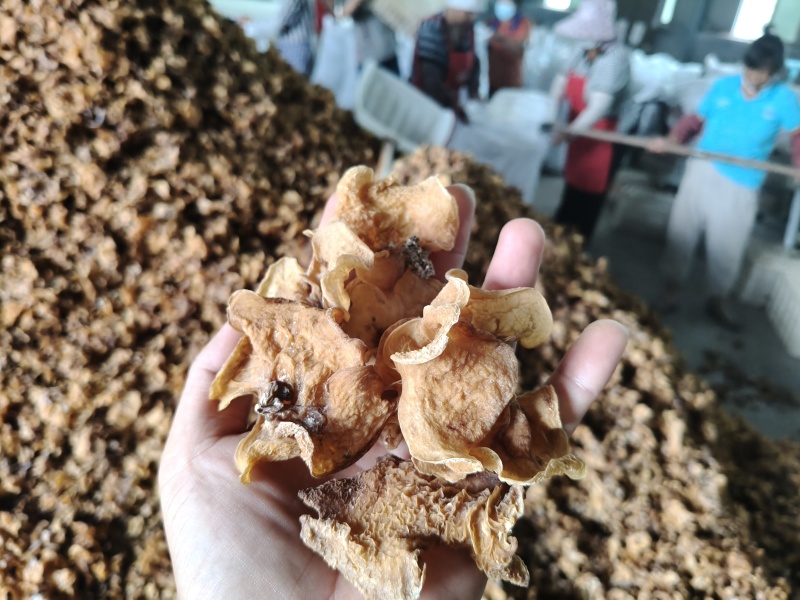 羊肚耳，大量货源筛选货无杂质无黑点无黑斑