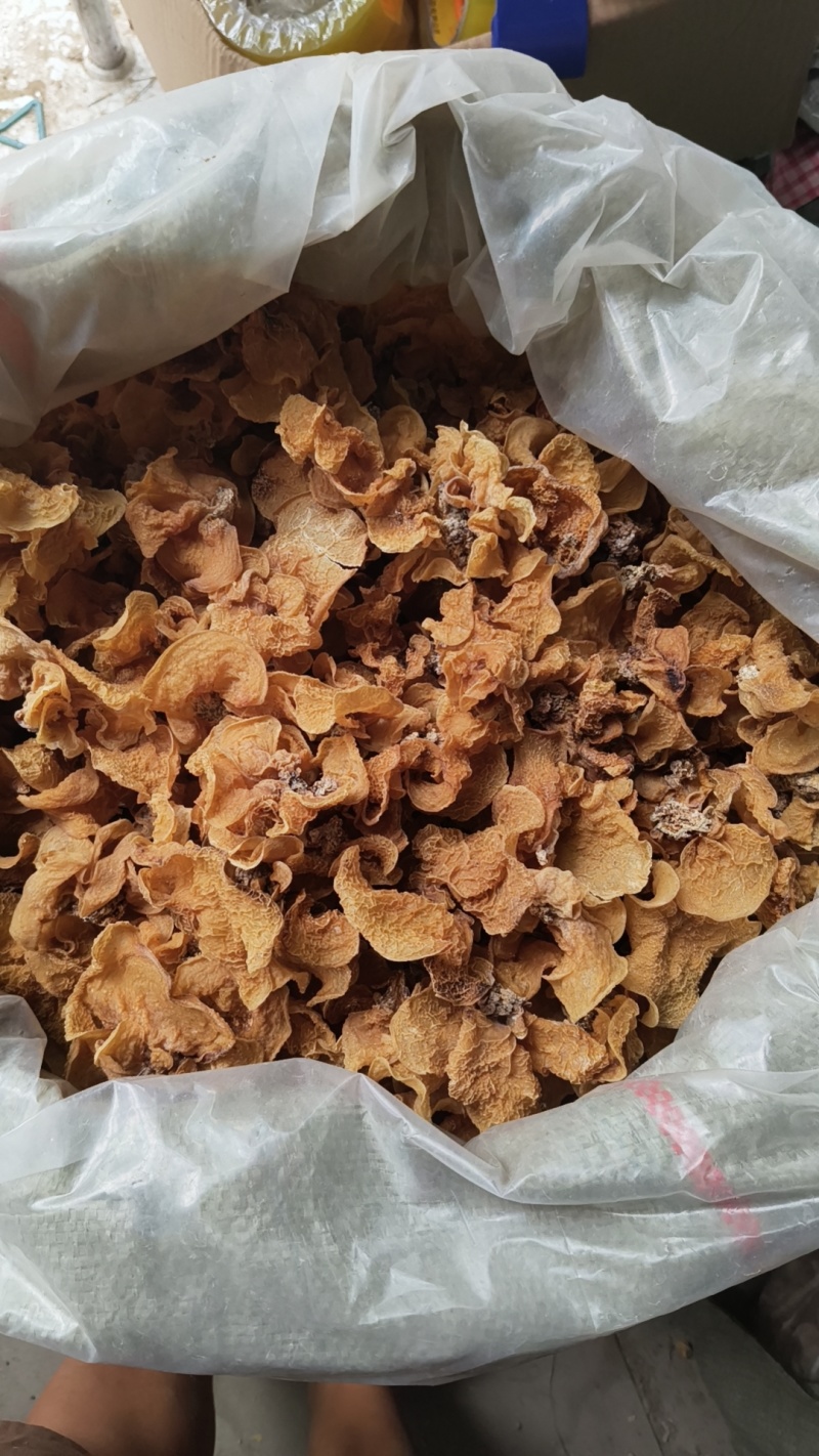 羊肚耳，大量货源筛选货无杂质无黑点无黑斑