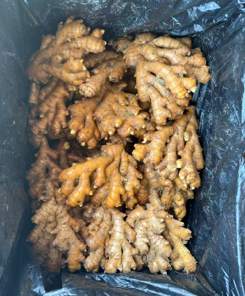 6推荐山东生姜小黄姜风干姜/水洗姜/土姜基地直供商超