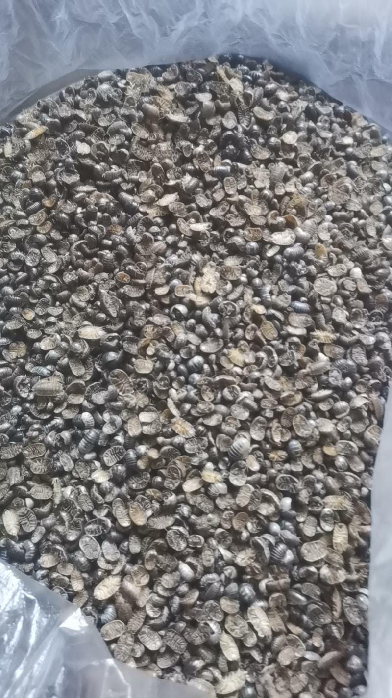 鼠妇