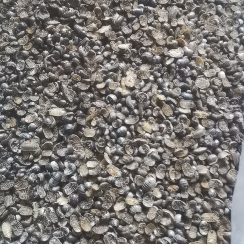 鼠妇
