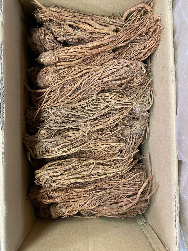 全当归当归头当归片规格齐全大量现货直销价格可谈有货