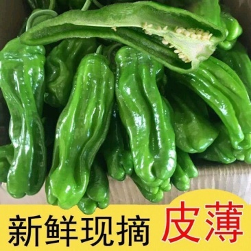 精品薄皮芜湖辣椒，产地直发，品质保证，可对接电商商超等