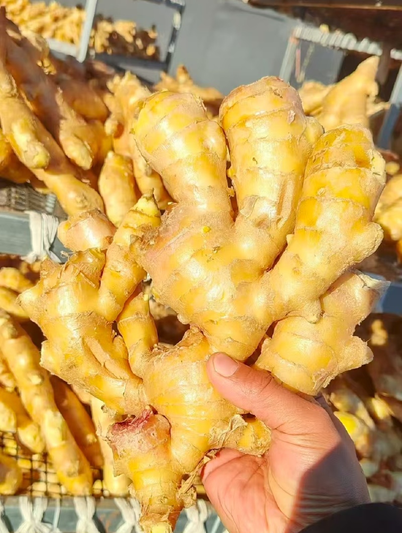 推荐山东生姜大黄姜水洗姜/风干姜/水洗姜常年供货