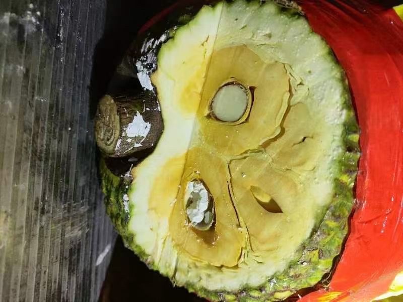 海南红肉菠萝蜜，泰国八号