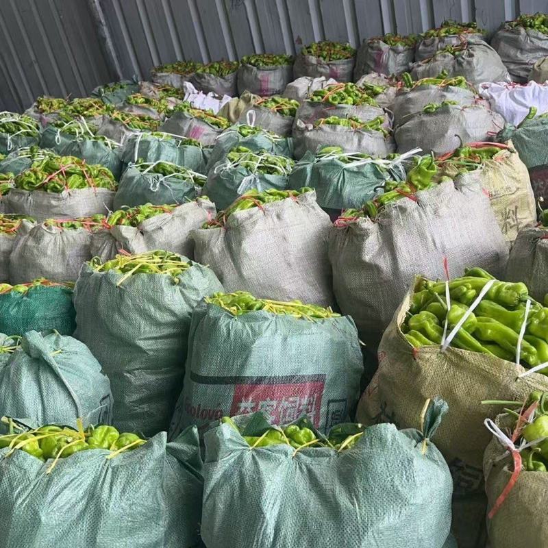 鲜辣椒芜湖椒产地直发，全国供货，量大从优，提供一条龙服