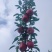 甘肃花牛苹果预售（2025）