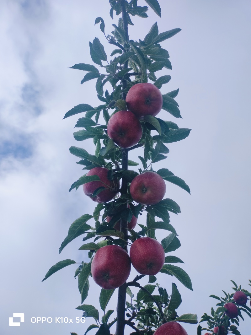 甘肃花牛苹果预售（2025）