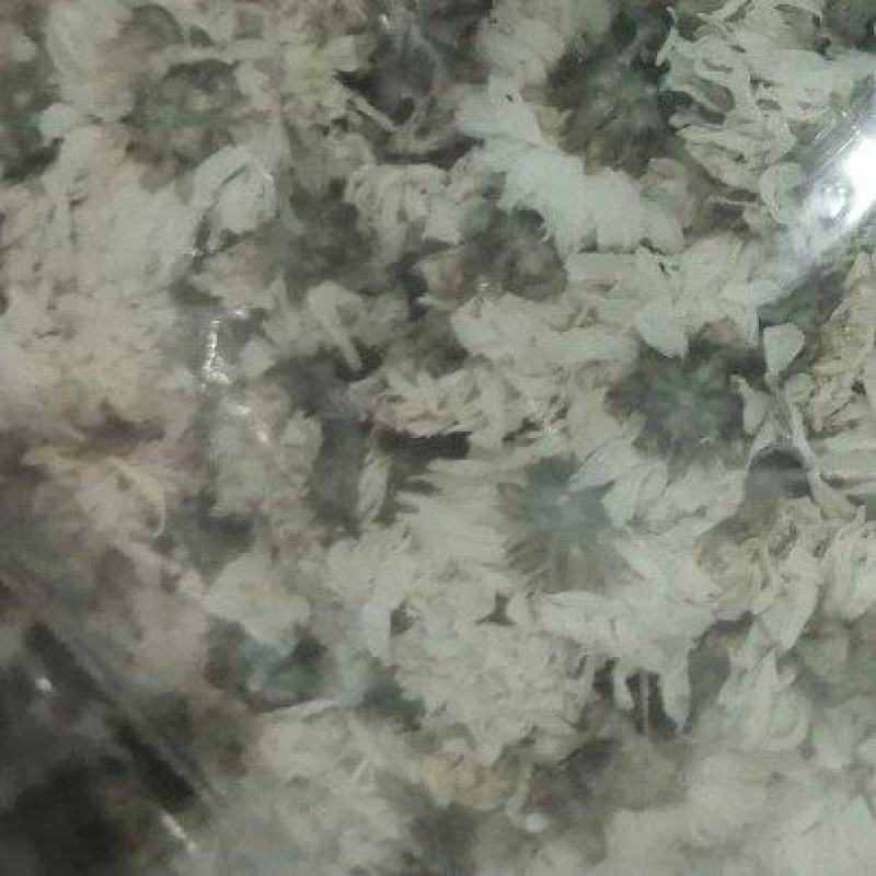 七月菊菊花