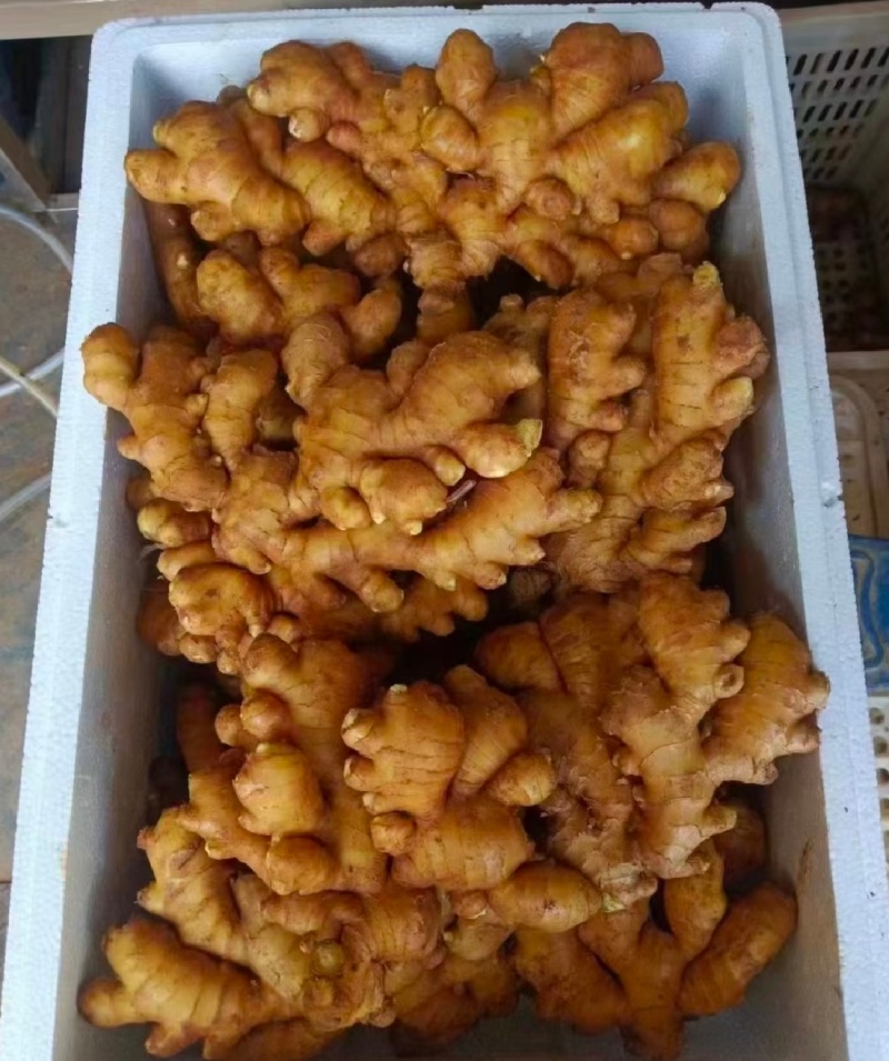 1热卖中山东生姜小黄姜水洗姜/风干姜/沙土姜常年供商超