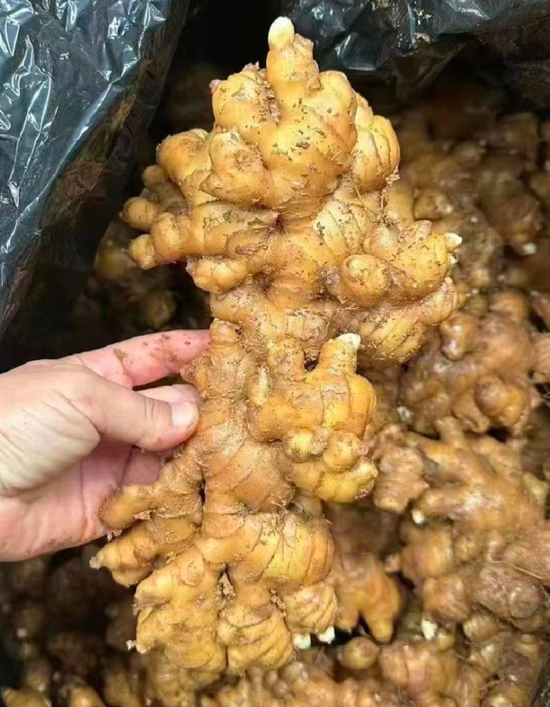 1热卖中山东生姜小黄姜水洗姜/风干姜/沙土姜常年供商超