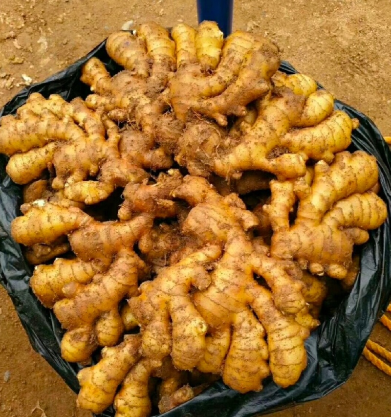 1热卖中山东生姜小黄姜水洗姜/风干姜/沙土姜常年供商超