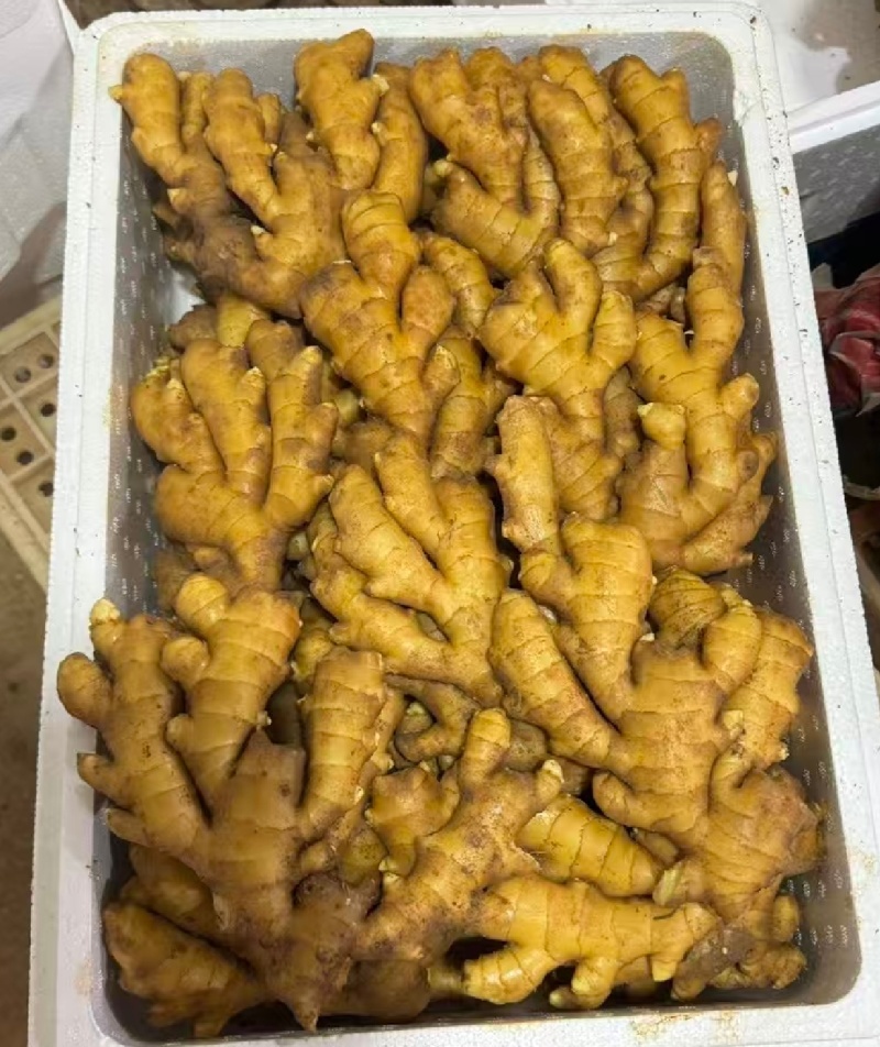 1热卖中山东生姜小黄姜水洗姜/风干姜/沙土姜常年供商超