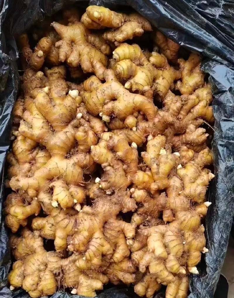 1热卖中山东生姜小黄姜水洗姜/风干姜/沙土姜常年供商超